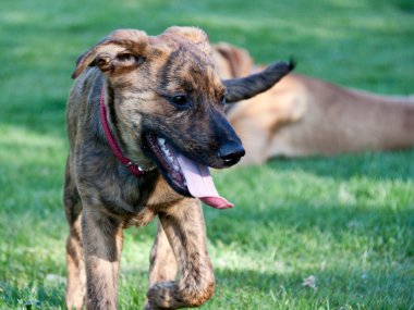 Tired hound puppy on a grass field clipart