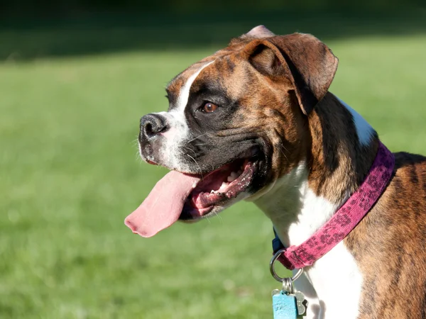 stock image Tongue lollling boxer