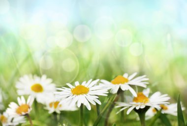 Daisies on spring background. clipart