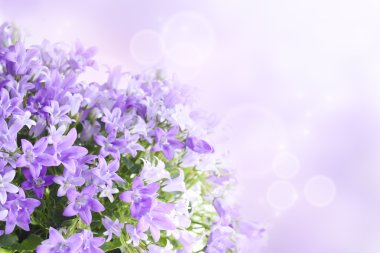 Campanula background clipart