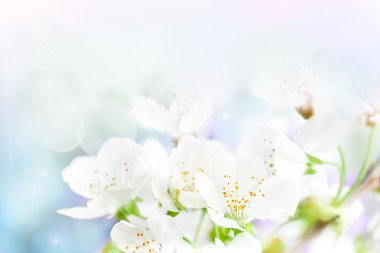 Cherry flowers background clipart