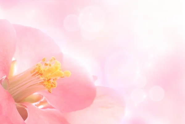 Extreme Makroaufnahme einer Blume mit sanftem Frühlingshintergrund. — Stockfoto