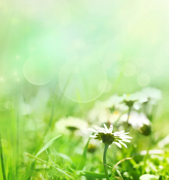 Wiosenne tło z kwiatami — Zdjęcie stockowe