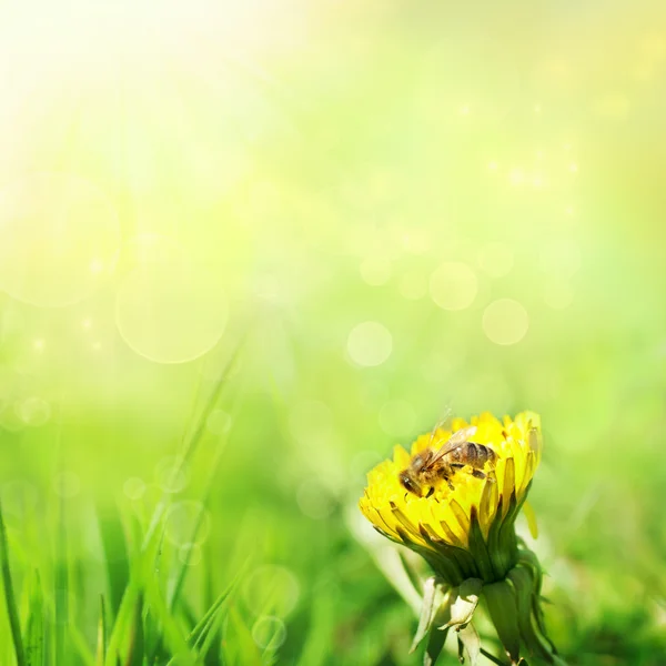 Spring nature background — Stock Photo, Image