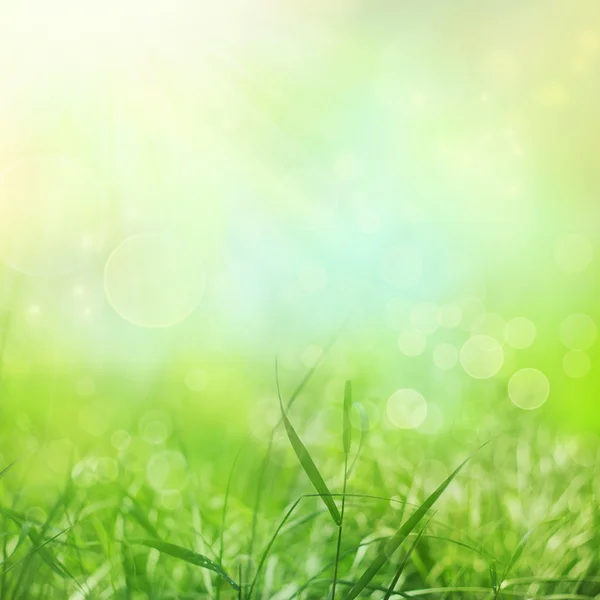 Весняний фон з травою — стокове фото