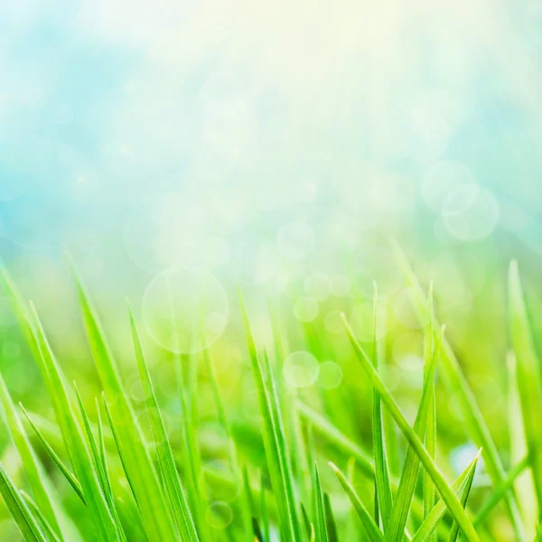 Spring bakgrund med gräs — Stockfoto