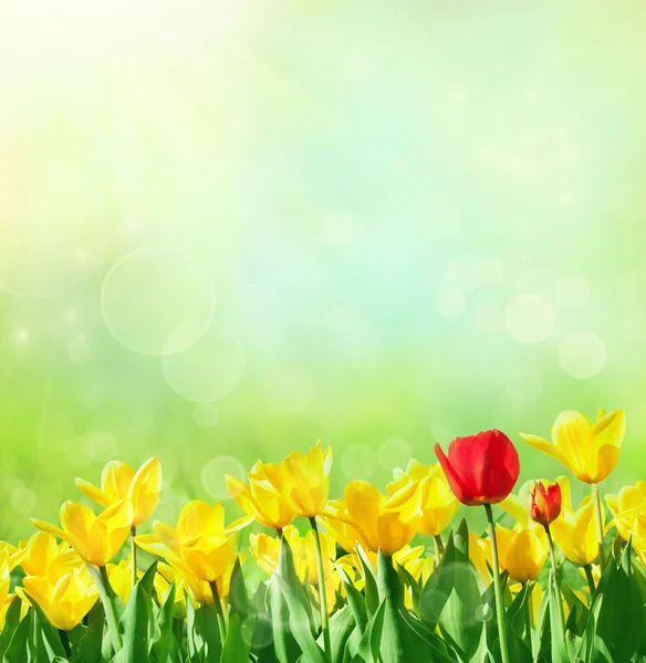 Frühling Hintergrund mit Tulpen — Stockfoto