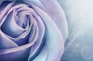 Rose macro clipart