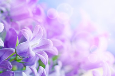 Campanula background clipart