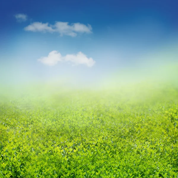 Fond printanier avec herbe et ciel bleu — Photo
