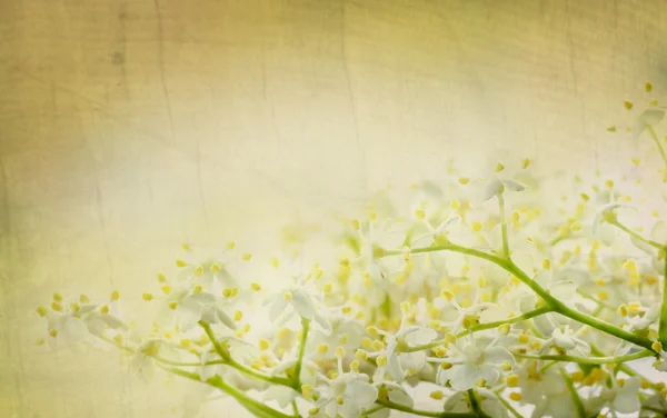 Elder Flower background — 图库照片