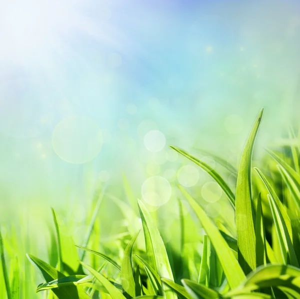 Fundo de primavera com grama — Fotografia de Stock