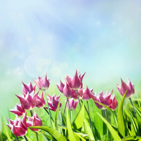Tulipanes de primavera —  Fotos de Stock