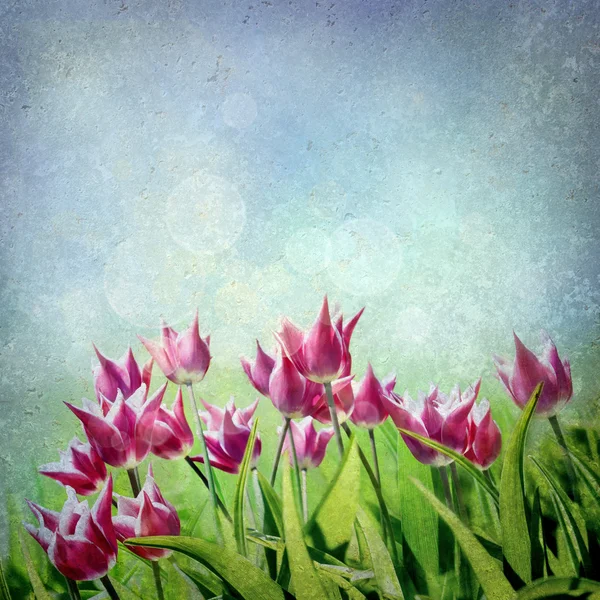 Fundo tulipa roxa — Fotografia de Stock