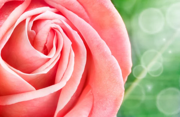 Primavera rosa — Fotografia de Stock