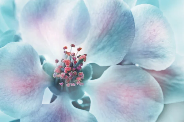 花のピンクとブルーの色調で — ストック写真