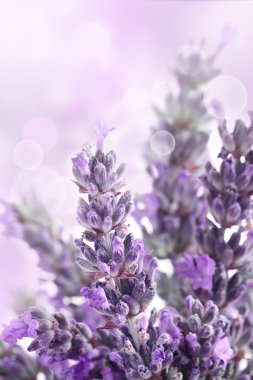 Lavender background clipart