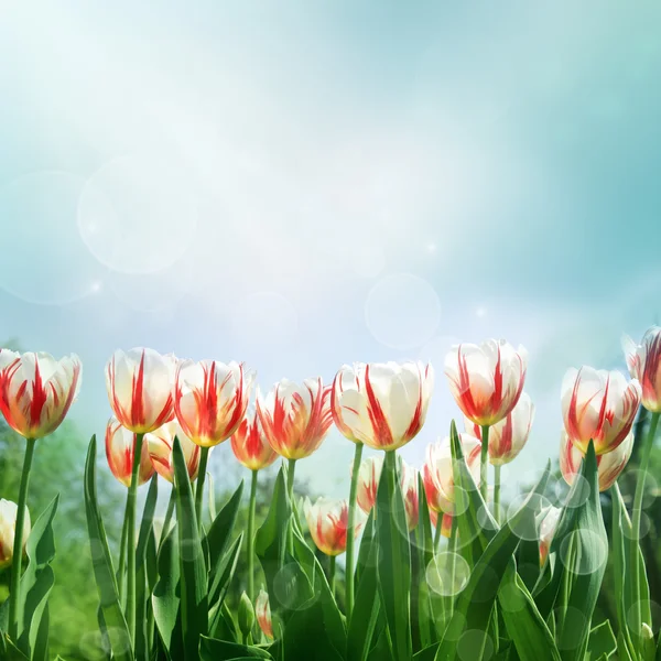 Tulipany karnawał rio de na pięknym niebieskim tle. — Zdjęcie stockowe