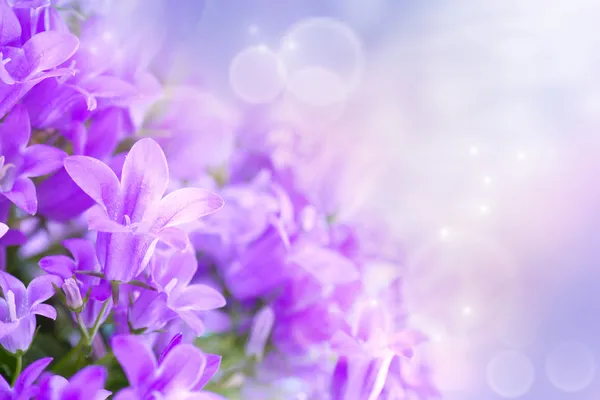 Campanula bouquet — Stock Photo, Image