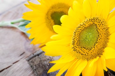 Sunflower background clipart