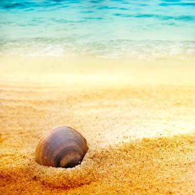 Sea shell on fine sand clipart