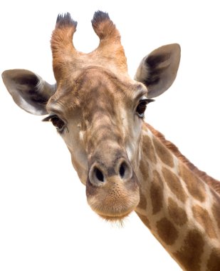 Giraffe closeup clipart
