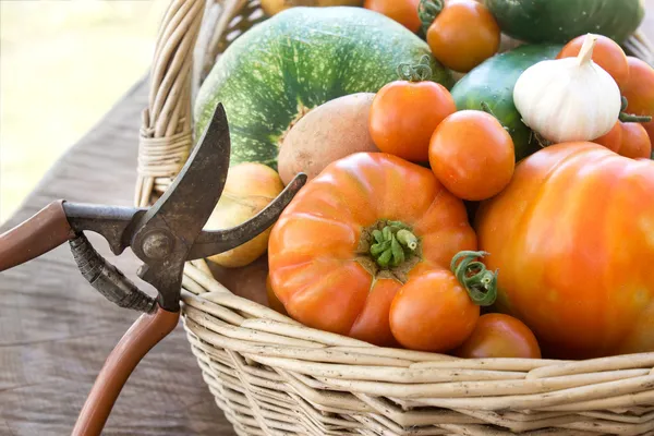 Freshly harvested vegetables — Stock Photo, Image