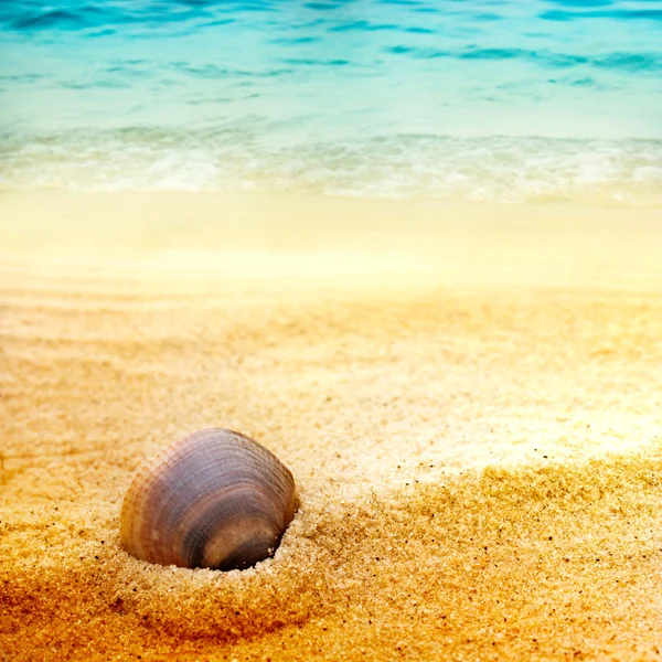 Mořské mušle na jemný písek — Stock fotografie