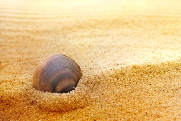 stock image Sea shell on fine sand