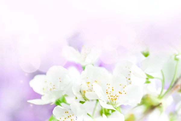 Fleurs de cerisier fond — Photo