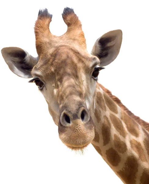 Girafa close-up — Fotografia de Stock