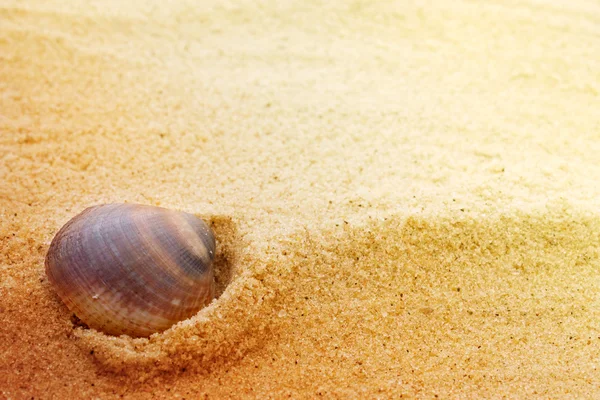 Морская раковина на мелком песке — стоковое фото