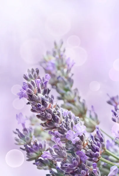 Lavender background — Stock Photo, Image