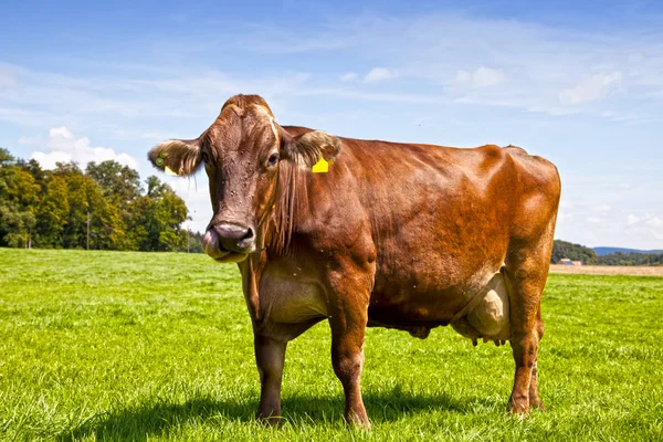 Bruine Zwitserse koe — Stockfoto