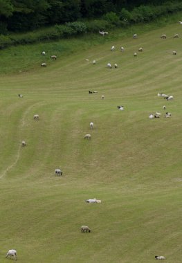 winchcombe, cotswolds, İngiltere'de yakın koyun sürüsü