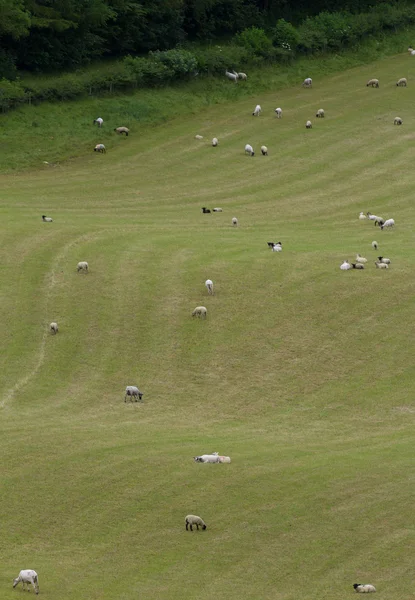 Manada de ovejas cerca de Winchcombe, Cotswolds, Reino Unido — Foto de Stock