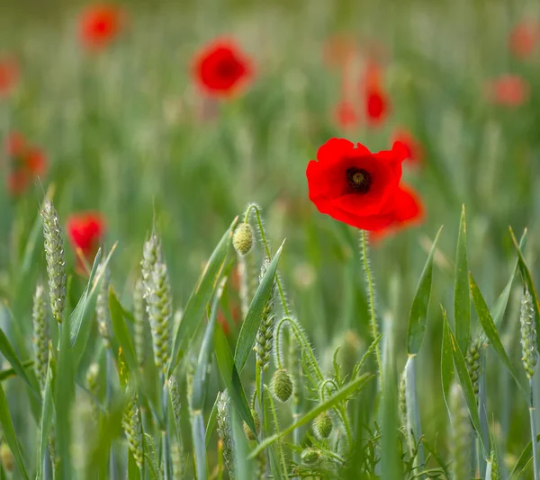 Red poppy on a field of wheat — Stock Photo, Image