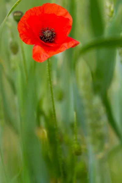 Single red poppy — Stock Photo, Image
