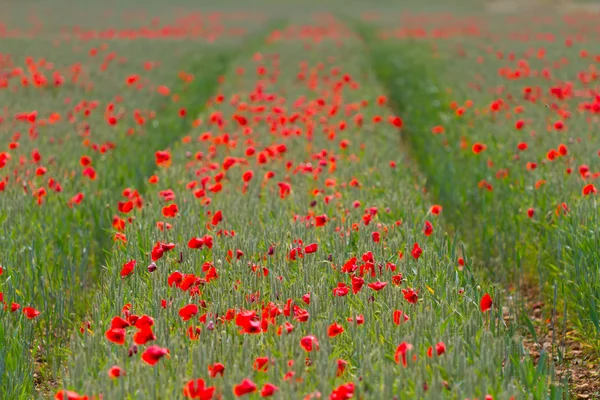 Reihe roter Mohnblumen auf einem Weizenfeld — Stockfoto