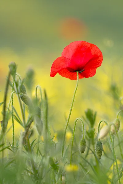 Single red poppy with insect — Stock Photo, Image