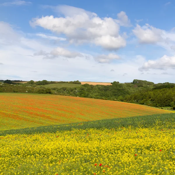 Fields with blooming rapeseed and poppies, Cotswolds, UK — Stock Photo, Image