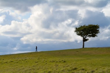 Tree with walker at Cleeve Hill on a windy day, Cotswolds, England clipart