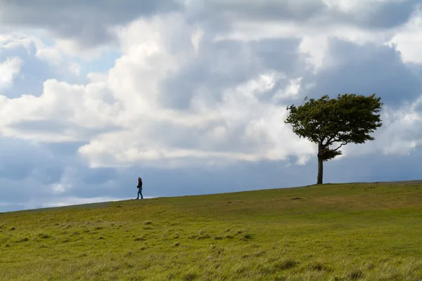 Tree with walker at Cleeve Hill on a windy day, Cotswolds, England — Stock Photo, Image