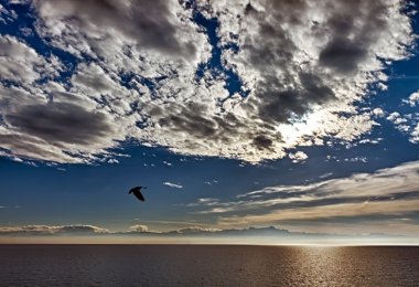 Flying seagull over Lake Constance, Friedrichshafen, Germany clipart