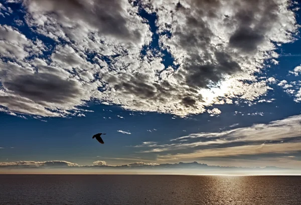 Terbang burung camar di atas Danau Constance, Friedrichshafen, Jerman — Stok Foto