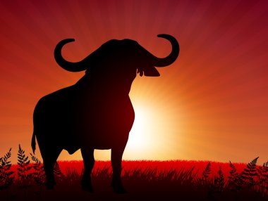 bull on sunset background clipart