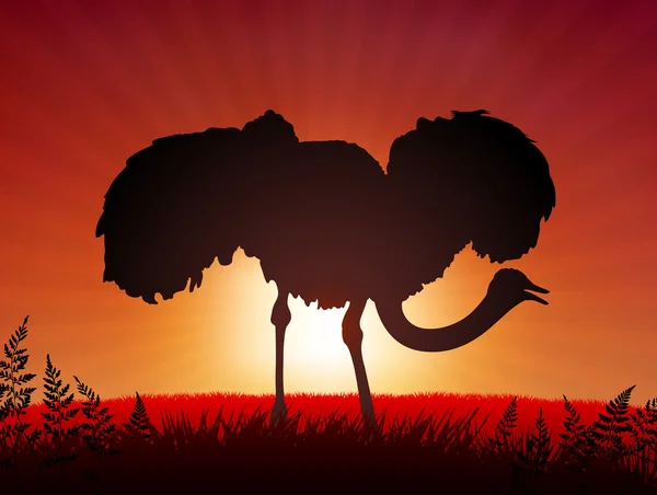Ostrich on Sunset Background — Stock Vector