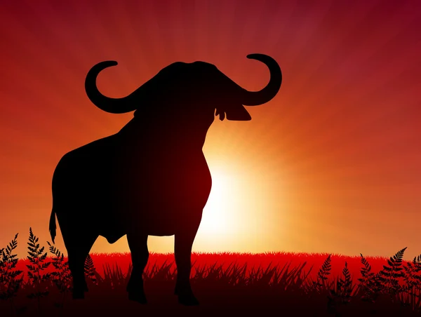 Bull on sunset background — Stock Vector