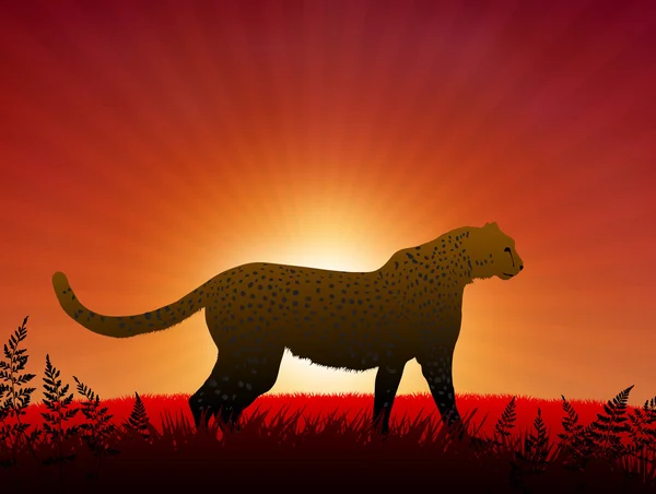 Cheetah på sunset bakgrund — Stock vektor