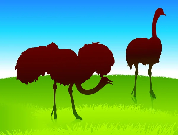 Ostrich on green field background — Stock Vector